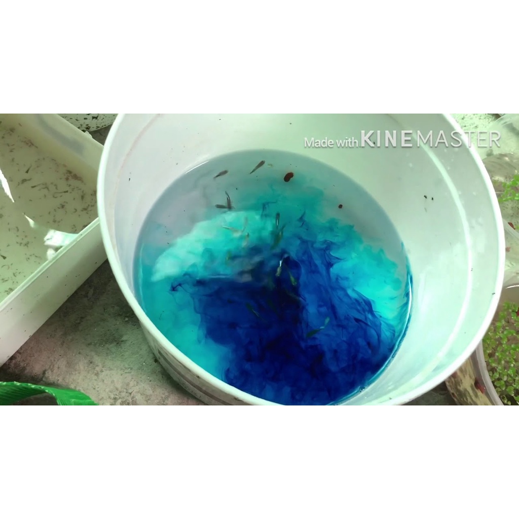 Xanh Methylen- sát khuẩn, trị nấm, bênh ngoài da cho cá cảnh.