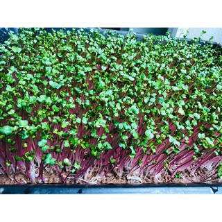 Hạt rau mầm củ cải đỏ 100g