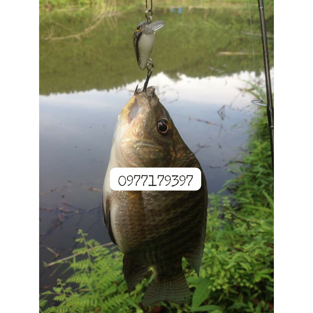 Bộ Cần Câu Lure UL Ngọn Đặc Siêu Dẻo Chuyên Đồ Câu LureGiá Siêu Mềm Tặng Kèm Phụ Kiện Chất Lượng