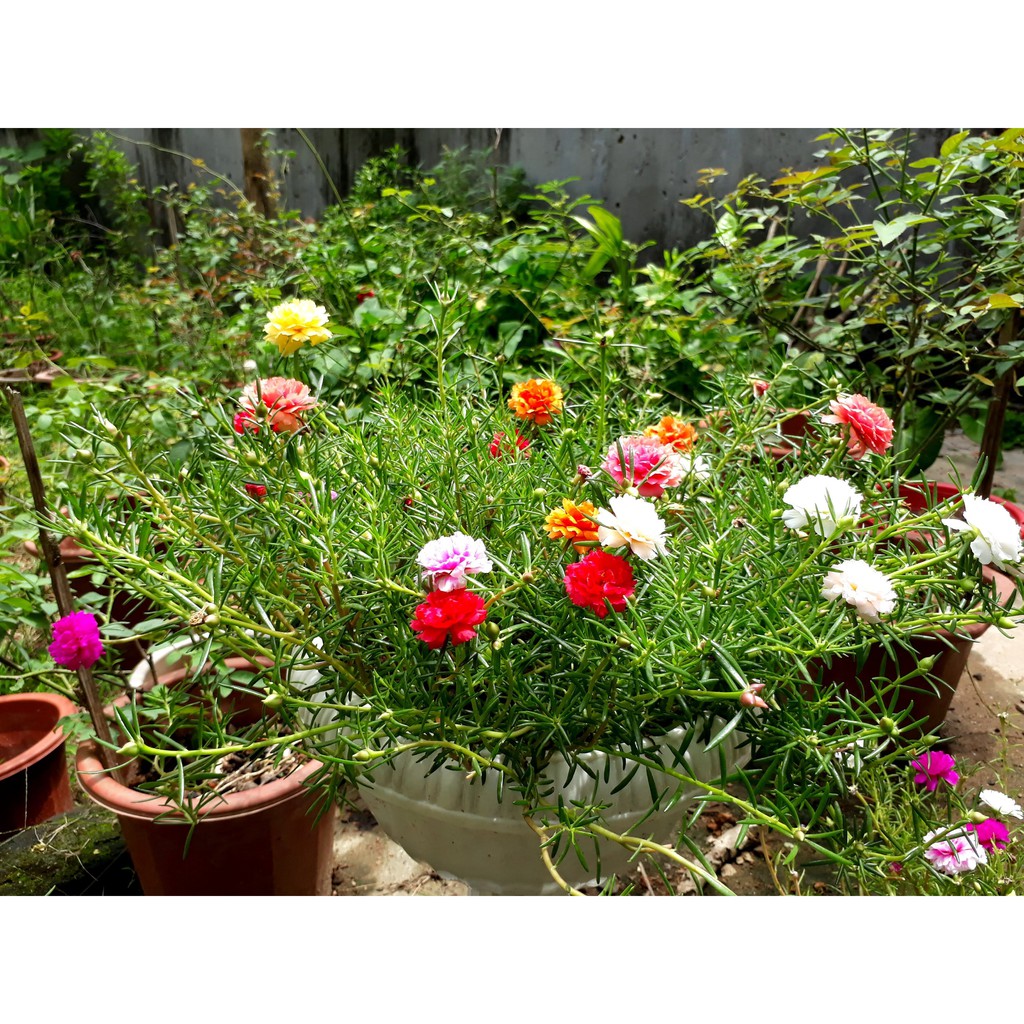 Mười Giờ Kép 3 Màu - Chậu Hoa