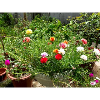 Mười Giờ Kép 3 Màu - Chậu Hoa