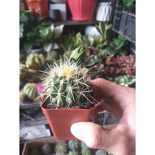 sương rồng mini cực cute tự chọn