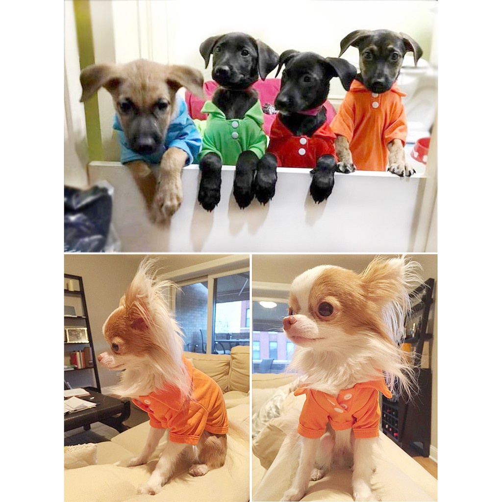 Pet Solid Color POLO Shirt cho chó T-shirt thoáng khí Quần áo cho thú cưng thoải mái