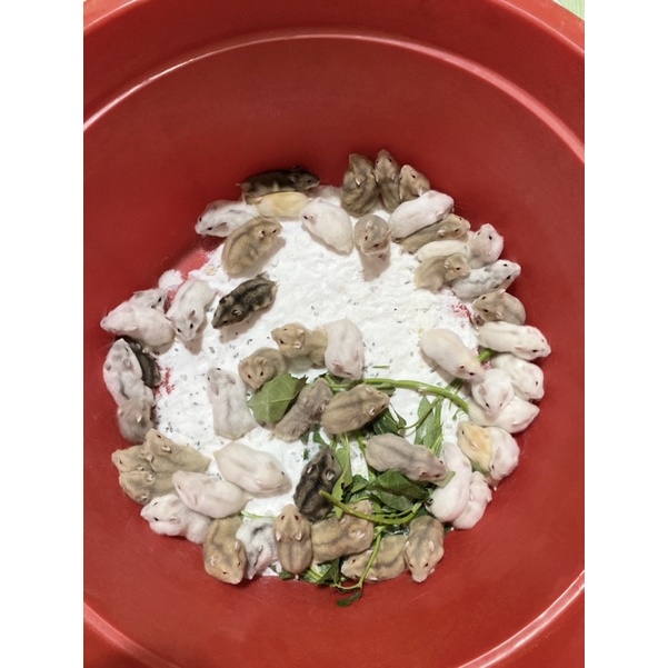 Hamster Bắc Ninh