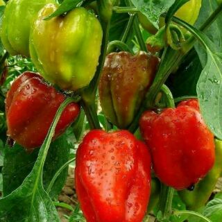 Hạt giống ớt chuông mix 20 hạt