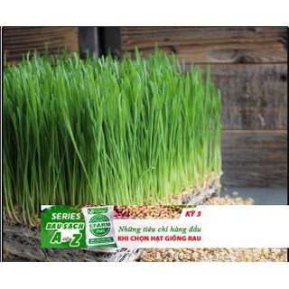 100 Hạt Giống Cỏ Lúa Mì Đỏ Cỏ Mèo