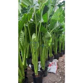 Ráy Voi, Ráy Cảnh, Ráy làm cảnh.