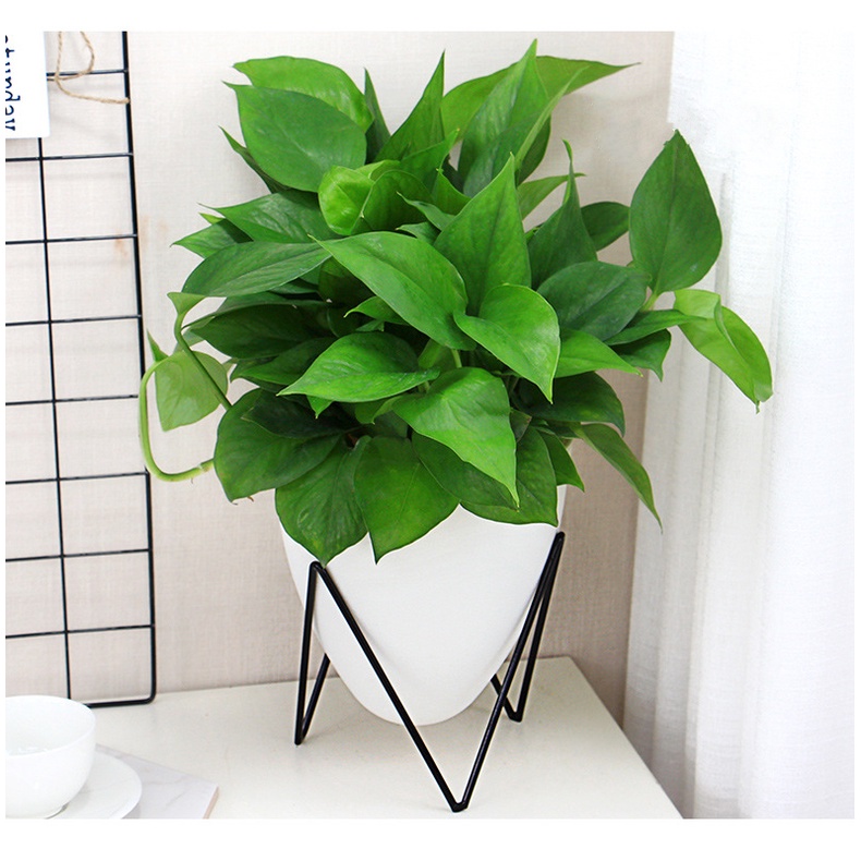 Chậu cây để bàn Oliz D09-I. Chậu trồng cây tự tưới nước cho cây. Bao gồm chân đỡ bằng thép