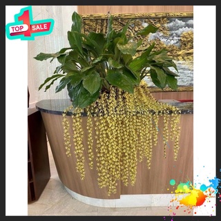 🍀bao chất🍀hoa lan tục đoạn đuôi phượng hoa tết