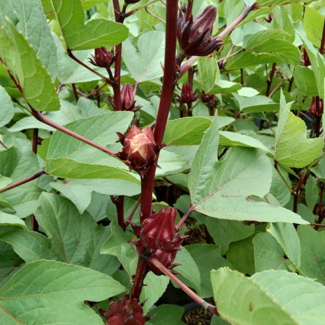 Cây Atiso chậu đẹp