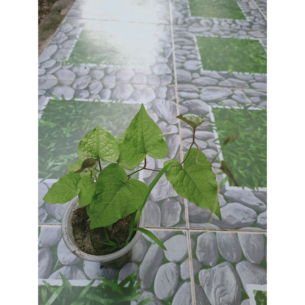 Cây Hoa Tigon thân leo dễ trồng che nắng sân vườn rất mát (bán cây nhà trồng)