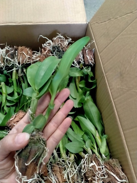 3 cánh hồng 3 cánh xanh cây giống