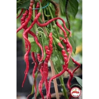 [Big Sale] (200-300 hạt) Hạt giống ớt tóc dài hair pepper chilli)