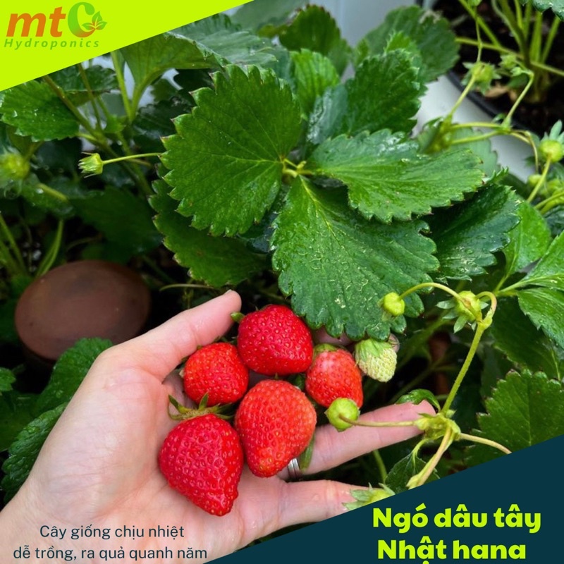 Combo 5 Ngó Dâu Tây Nhật Hana, chịu nhiệt tốt, quả ngọt