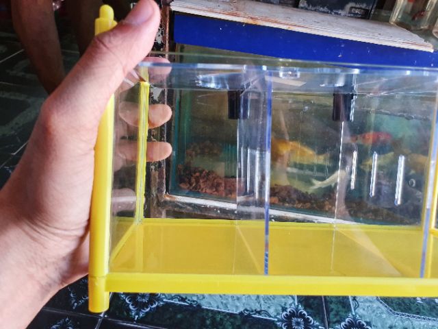 BỂ NHỰA NUÔI LIA THIA 3 NGĂN DÀI 30CM RỘNG 12CM CAO 15CM