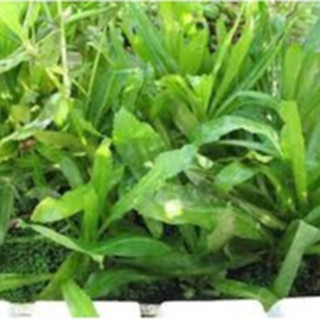 10g HẠT GIỐNG NGÒ GAI