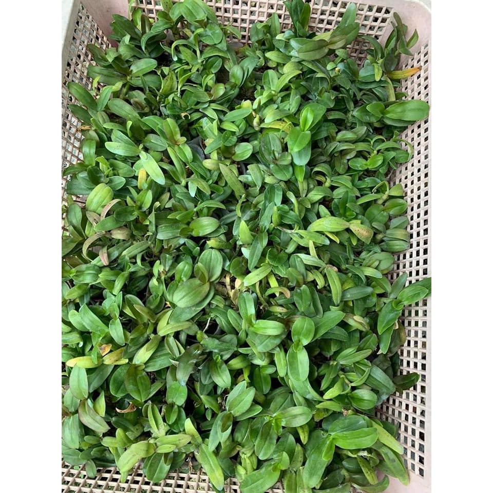 Lan Phi Điệp lá mít hòa bình