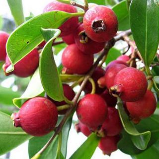 Cây ổi sim nhật
