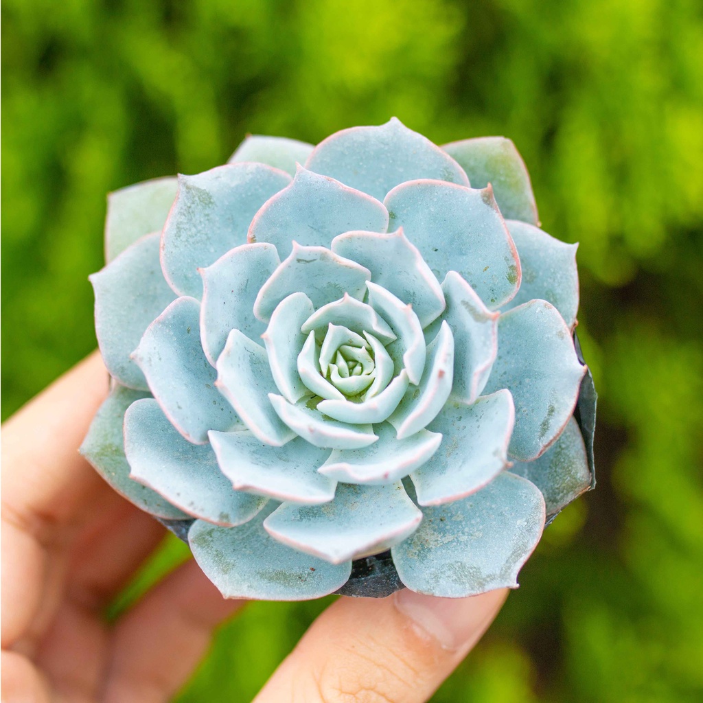 Sen đá hồng phấn 5-7cm - Vườn sen đá