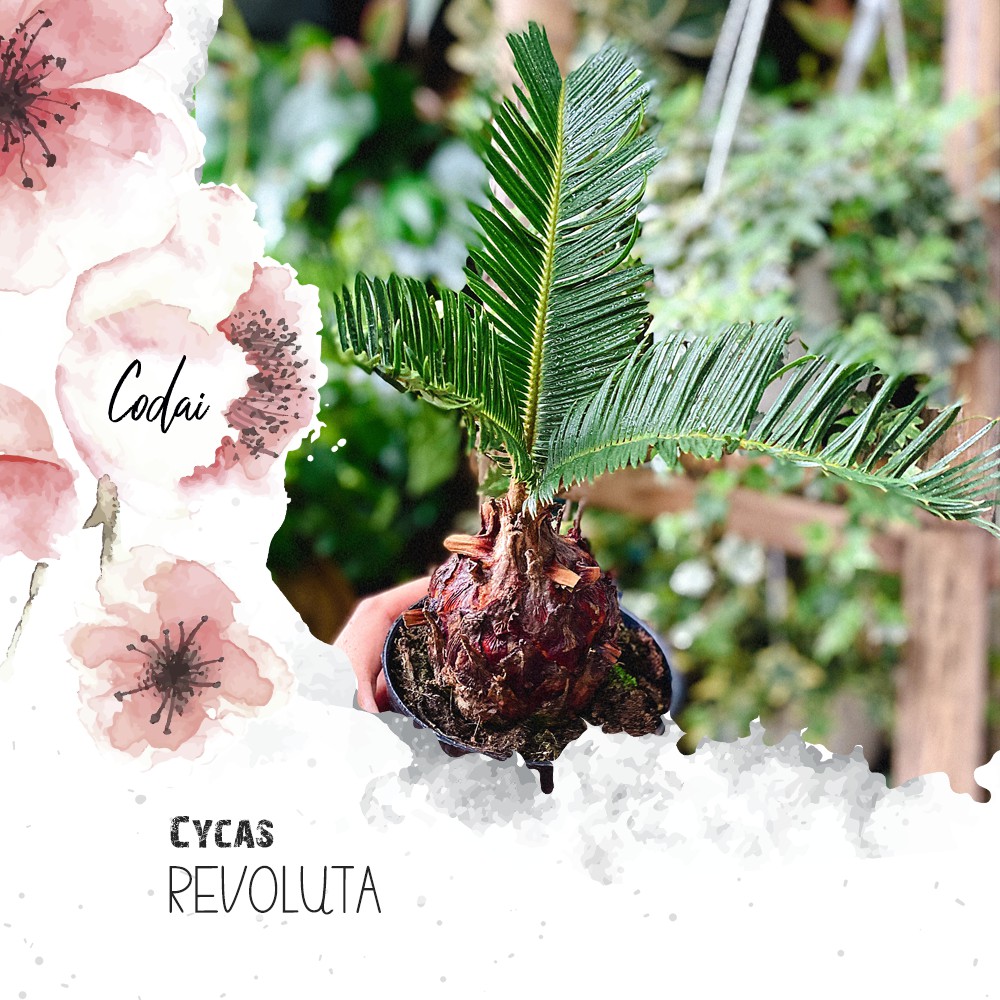 Cây Cycas revoluta (Vạn Tuế) Bonsai chậu nhựa