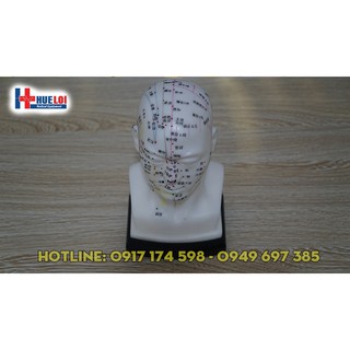 Mô hình huyệt vị đầu. Đầu châm