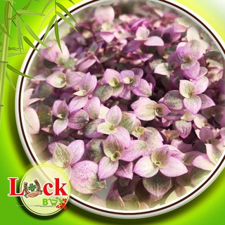3 Cây Pink Lady ‘Violet’