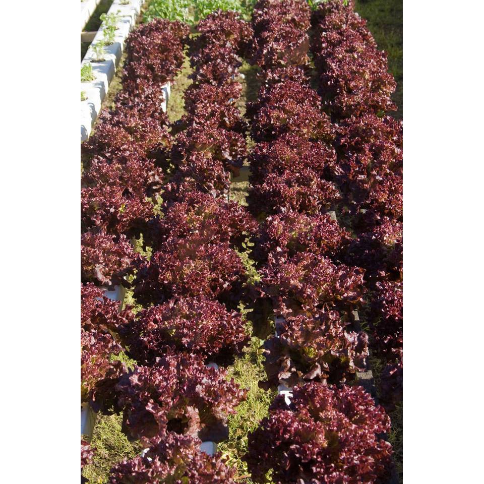 Gói 0.5 gram hạt giống xà lách tím Lollo Rosa - tỷ lệ nảy mầm 90%