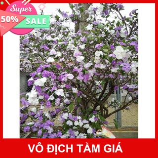 Giống Chuẩn HOA NHÀI NHẬT BẢN