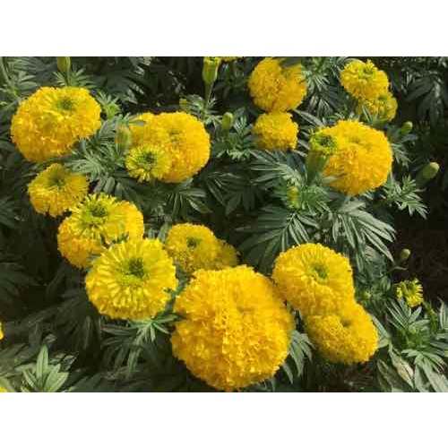 Phân Bón Micro Green 16-31-16 Bổ Sung Vi Lượng Kích Thích Ra Hoa - Chai 100 gam