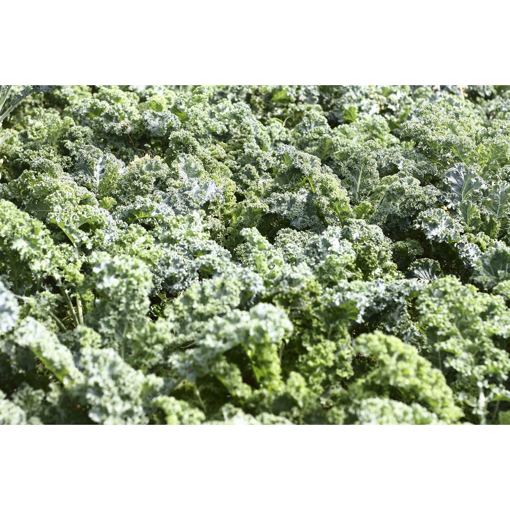 Hạt Giống Cải Kale Xoăn Xanh (VA.156)(Gói 100 hạt)Dễ Trồng, Hoa Nở Đẹp Tặng kèm Hướng Dẫn Trồng