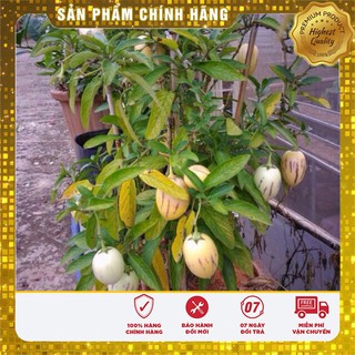 Hạt Giống Dưa PEPINO Mỹ(4 hạt)