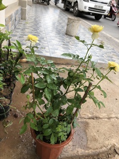 Hoa hồng Vàng