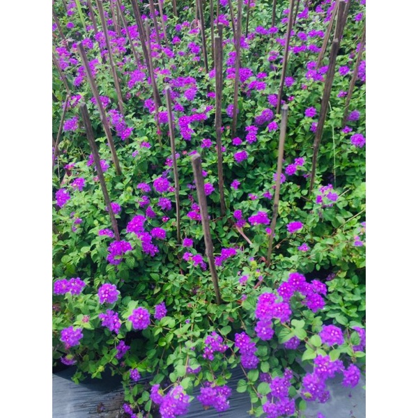 Chăm ổi tím leo rũ ban công