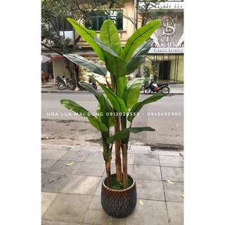 Cây chuối ta loại không buồng - Cây chuối nhân tạo - Cây chuối giả
