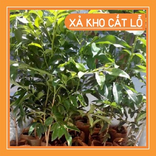 Cây giống mắc mật 15K