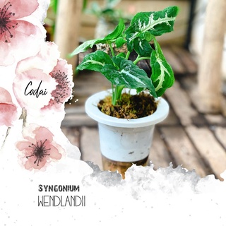 Chậu cây Syngonium wendlandii chậu thủy sinh 2 lớp