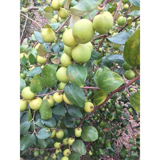 Cây táo đại - giống H5 siêu kích trái ghép duy nhất tại học viện