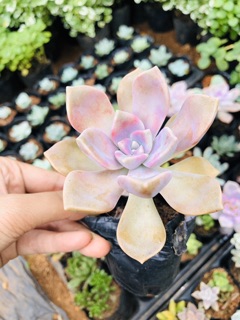 Sen đá HỒNG MẬP