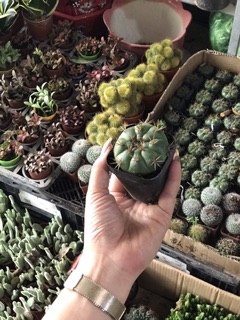 Cây xương rồng Damsi