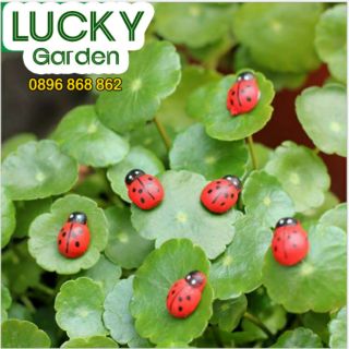 Bọ Rùa Đỏ  - Phụ Kiện Trang Trí Tiểu Cảnh Terrariums