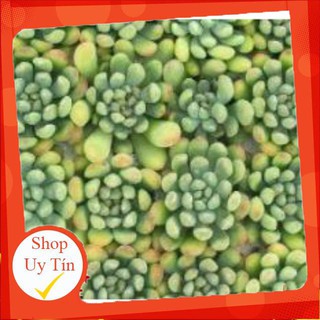 sen đá Thược dược vĩ🍏 |FREESHIP| 🔥 XỨ NÓNG, ĐÃ THUẦN KHÍ HẬU, KHOẺ ĐẸP 🍏 LỖI 1 ĐỔI 1