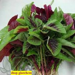 Hạt giống rau dền tía