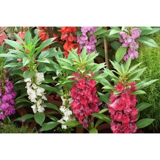 Hạt giống hoa móng tay kép