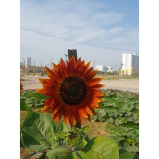 Hạt hoa hướng dương đỏ