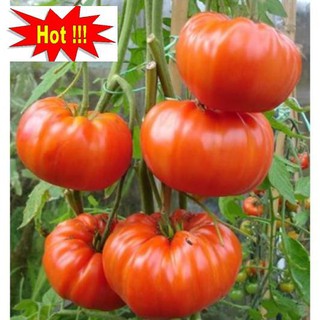 Hạt giống Cà chua khổng lồ 1kg (20 hạt)