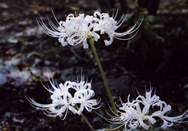 1 củ hoa bỉ ngạn màu trắng, củ đẹp