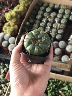 Cây xương rồng Damsi