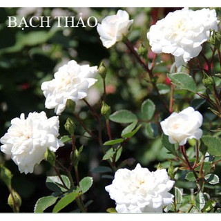 20 Hạt giống hoa hồng trắng (Kèm kích thích hạt nảy mầm)