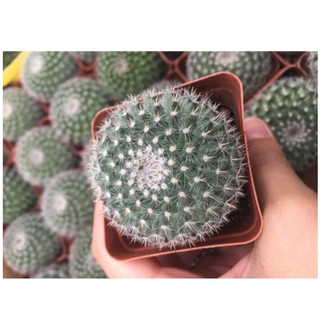 Xương rồng Bánh Sinh Nhật size 5-7cm