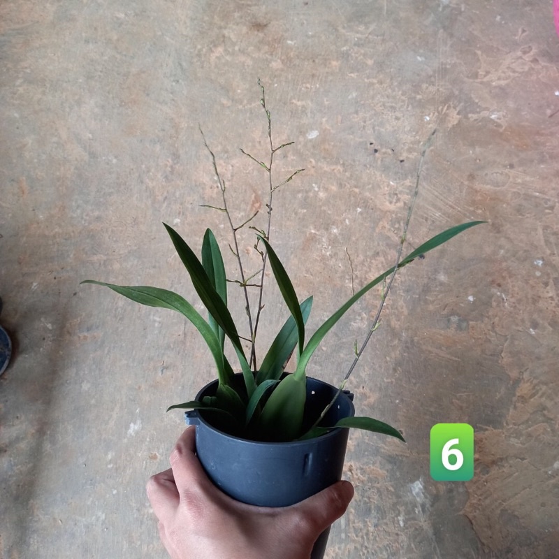 Hoa lan vũ nữ ngọc nữ đang nụ rẻ đẹp